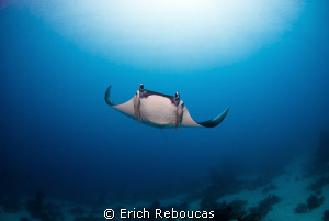 I hear bubbles, see the big blue, feel wings pass by... h... by Erich Reboucas 